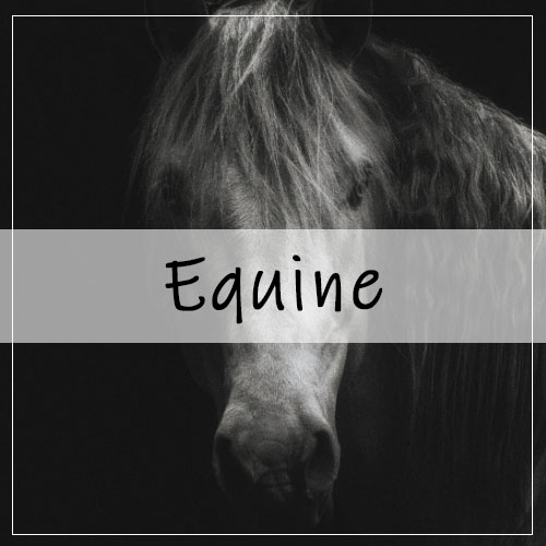 Equine Photography Portfolio